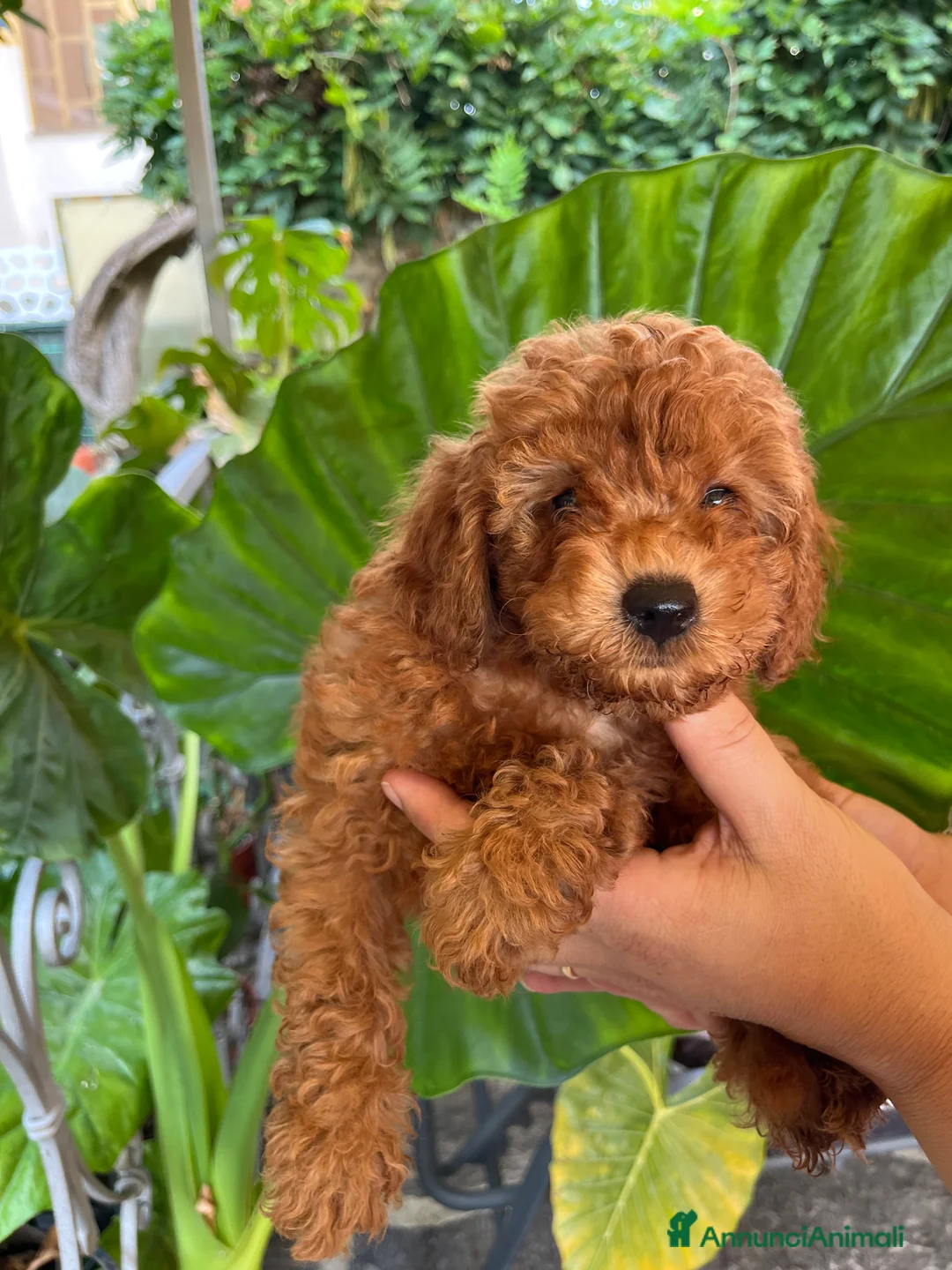 Barboncino cani in vendita: Barboncini fulvi toy e nani con Pedigree - Annuncio 6