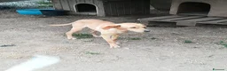 Meticcio cani in regalo: JAZZ ASPETTA UNA MAMMA  a Città metropolitana di Milano - Annuncio 4