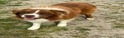 Border Collie cani in vendita: Border collie maschio - Annuncio 5
