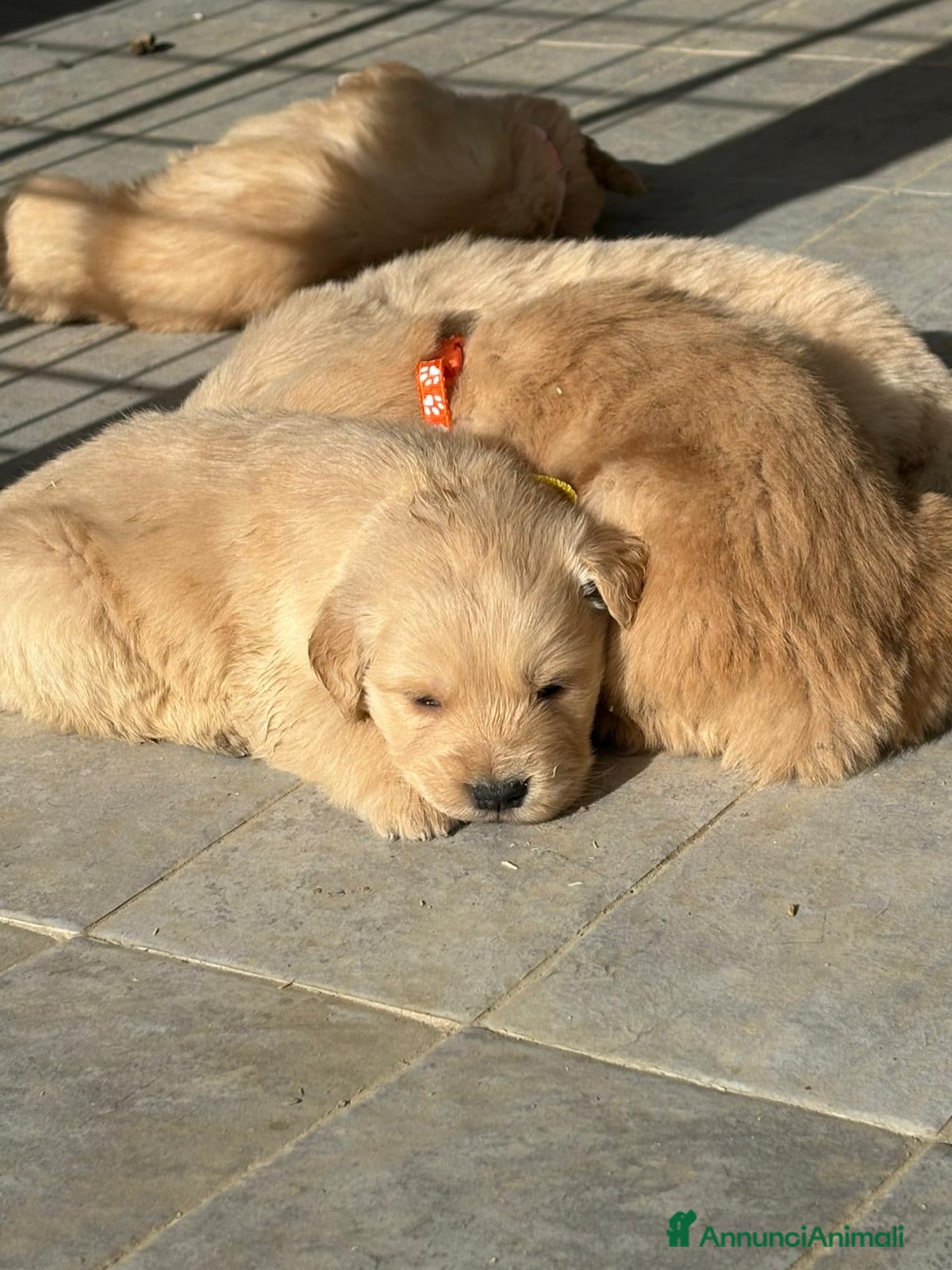 Golden Retriever cani Golden Retriever Americani pronti inizio febbraio  - Annuncio 4
