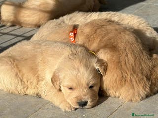 Golden Retriever cani Golden Retriever Americani pronti inizio febbraio - Annuncio 4