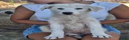 Meticcio cani in regalo: SCAMORZA 🩷 LA DOLCEZZA HA IL MUSO BIANCO a Provincia di Pesaro e Urbino - Annuncio 4