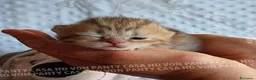 Scottish gatti in vendita: Cuccioli Scottish Fold e Straight a Provincia di Reggio Emilia - Annuncio 38