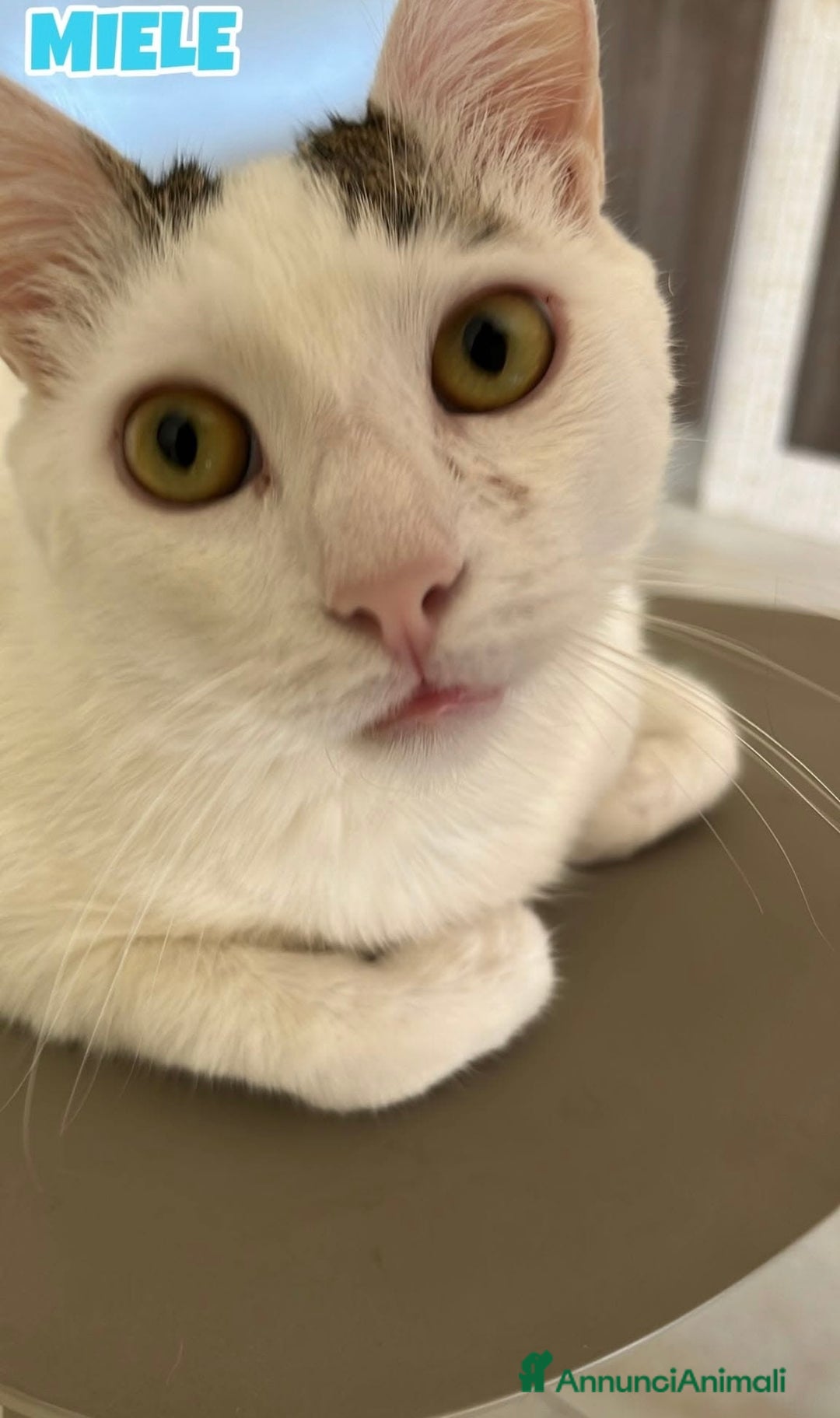 Europeo gatti in regalo: Karma e Miele due micini meravigliosi  - Annuncio 3