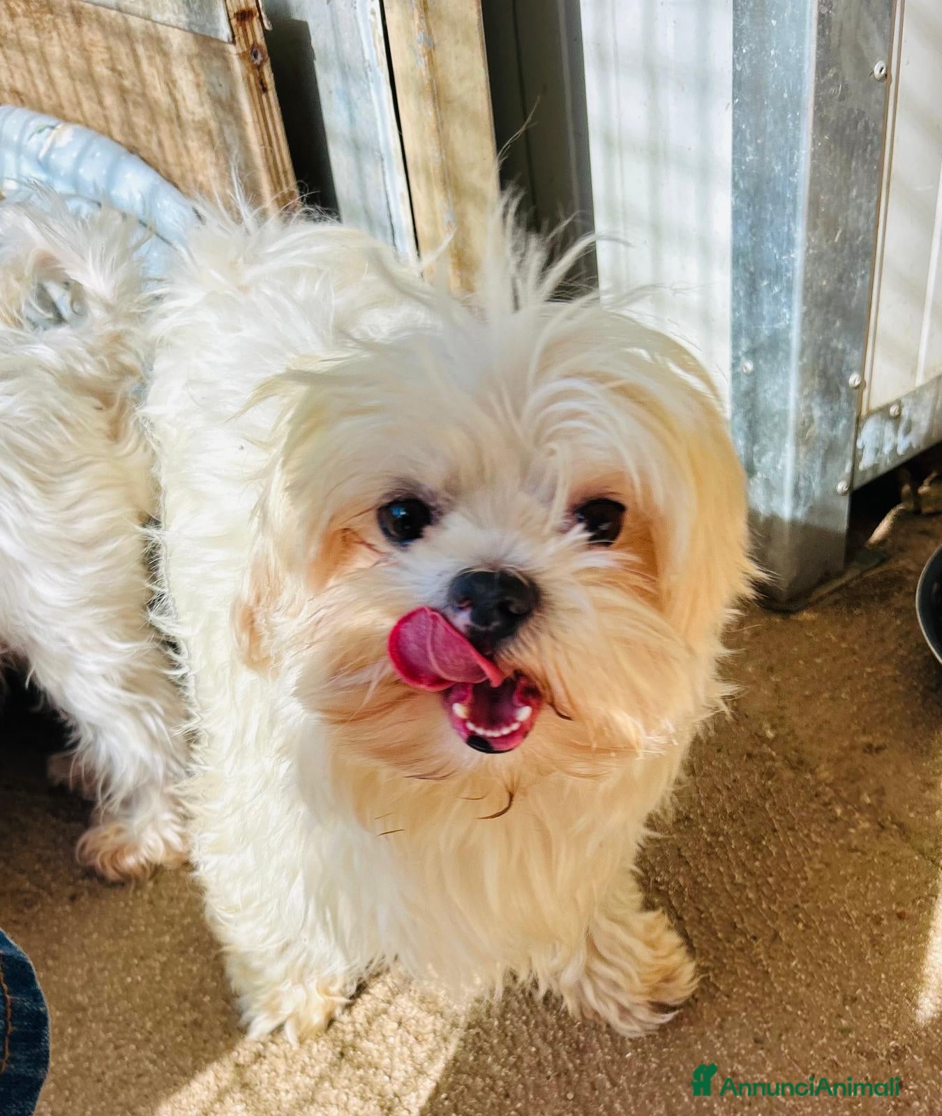 Maltese cani MALTESE FEMMINA - Annuncio 2
