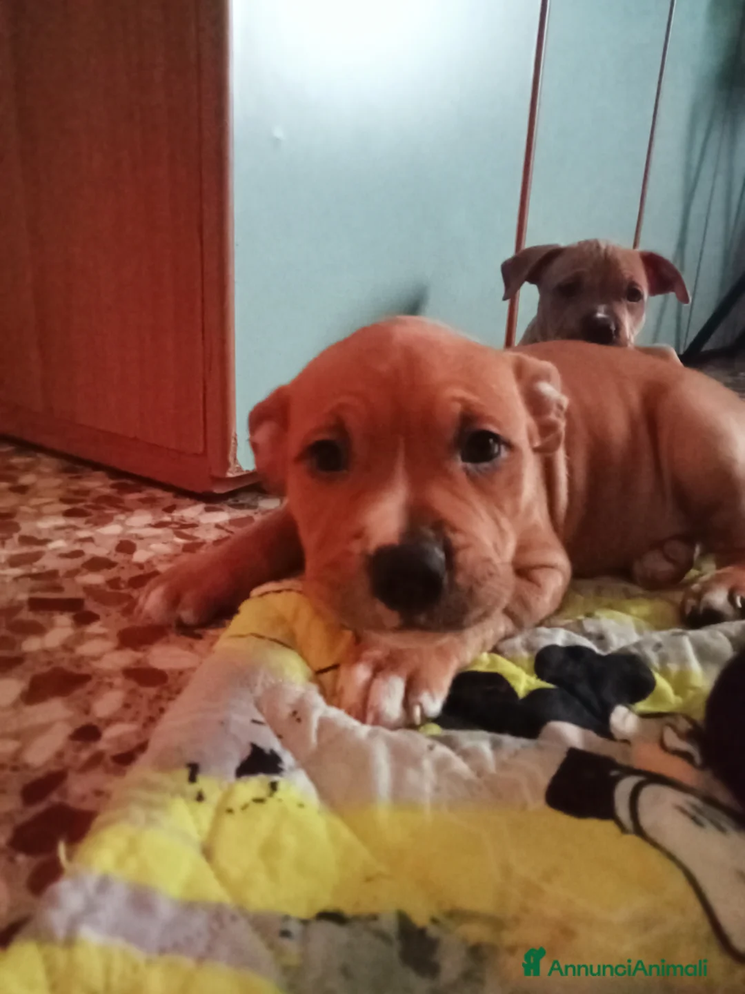 Pitbull cani in vendita: Cuccioli di pitbull - Annuncio 7