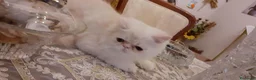 Persiano gatti in vendita: Gattino persiano ipertipico  - Annuncio 2