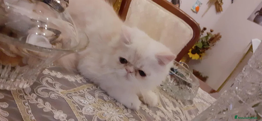 Persiano gatti in vendita: Gattino persiano ipertipico  - Annuncio 2