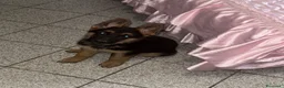 Pastore Tedesco cani in vendita: cuccioli di pastore tedesco originali disponibili  a Provincia di Cosenza - Annuncio 2