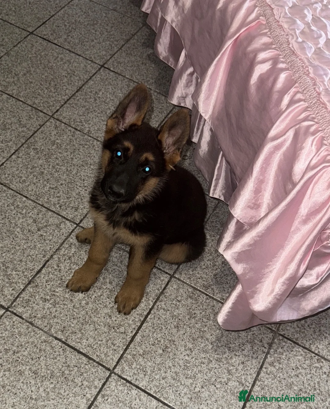 Pastore Tedesco cani in vendita: cuccioli di pastore tedesco originali disponibili  a Provincia di Cosenza - Annuncio 2