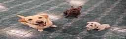 Bulldog Francese cani per accoppiamento: Musino cerca la sua Principessa  a Città metropolitana di Milano - Annuncio 13
