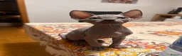 Sphynx gatti in vendita: Cuccioli sphynx - Annuncio 5