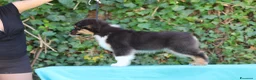 Australian Shepherd cani in vendita: Cucciolo di Pastore australiano  - Annuncio 3