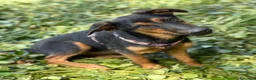 Pastore Tedesco cani in regalo: DAISY, cucciola mix PASTORINA super coccolona! - Annuncio 5