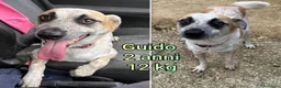 Meticcio cani in regalo: CANI TAGLIA PICCOLA E CONTENUTA  a Provincia di Pistoia - Annuncio 5