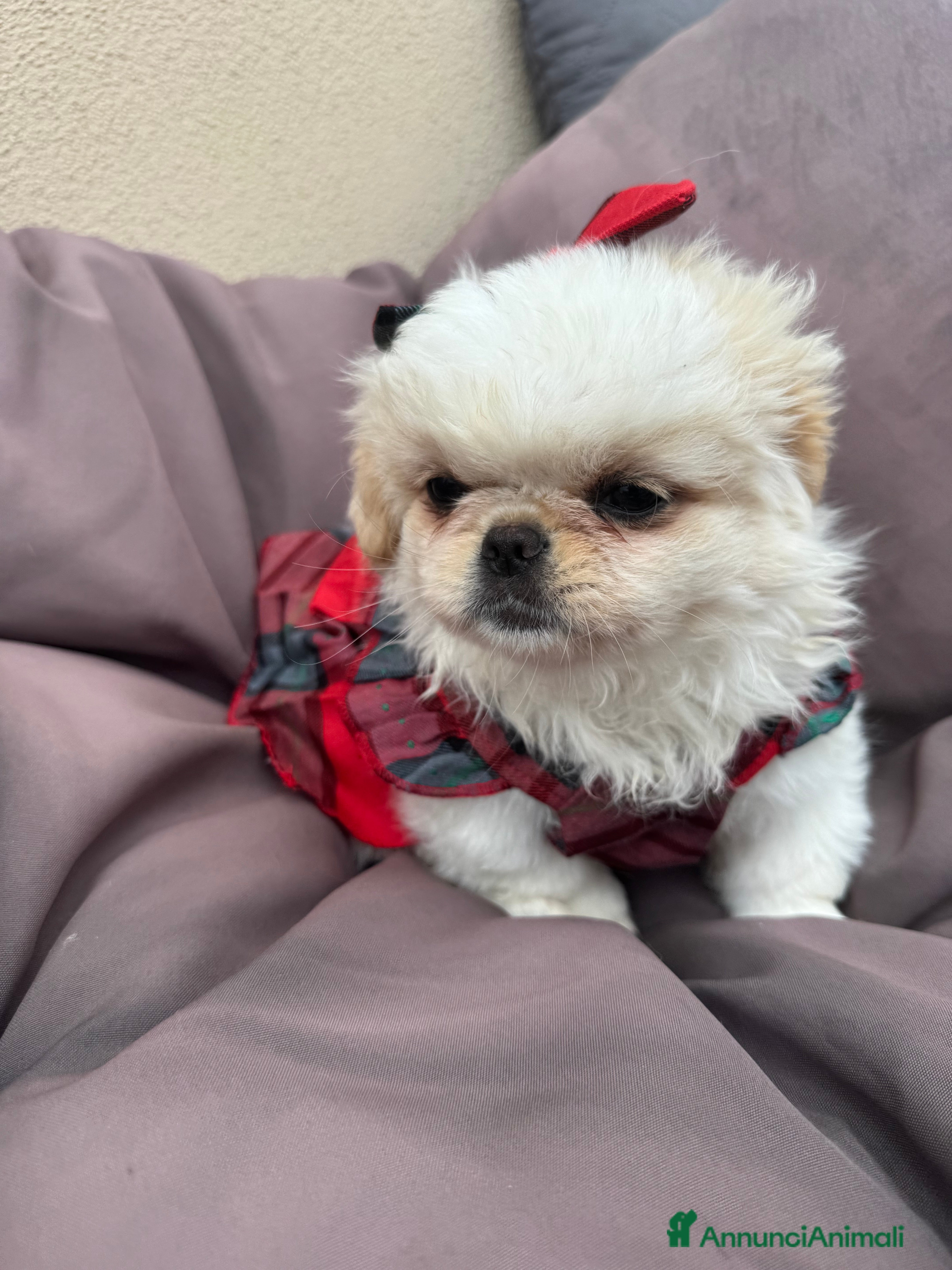 Pechinese cani Cuccioli pechinese  - Annuncio 1