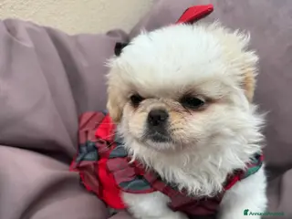 Pechinese cani Cuccioli pechinese - Annuncio 25