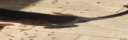Altre razze gatti in regalo: Regalo  - Annuncio 4