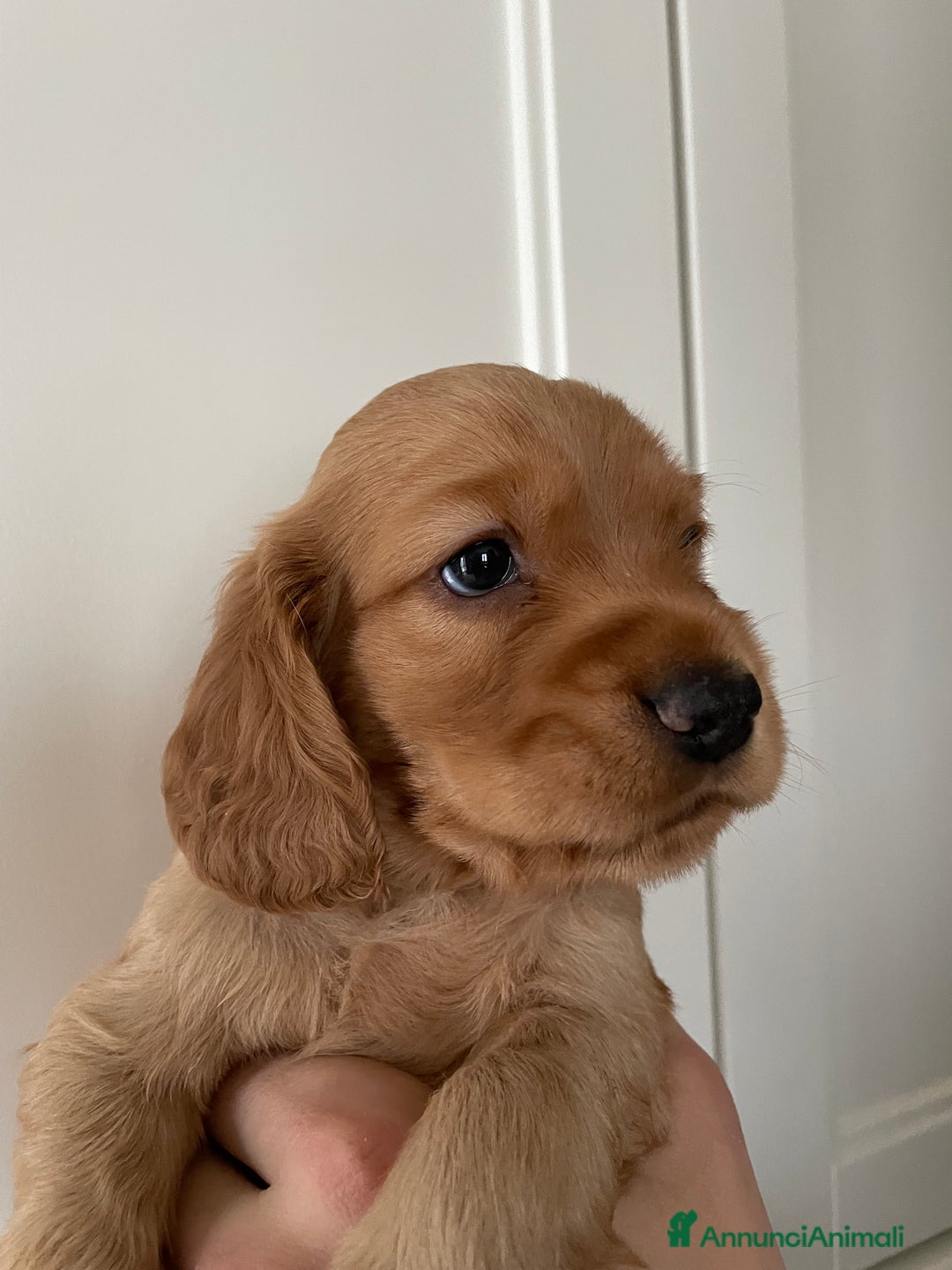 Cocker cani in vendita: Dolcissimi cuccioli di Cocker Spaniel Inglese - Annuncio 15