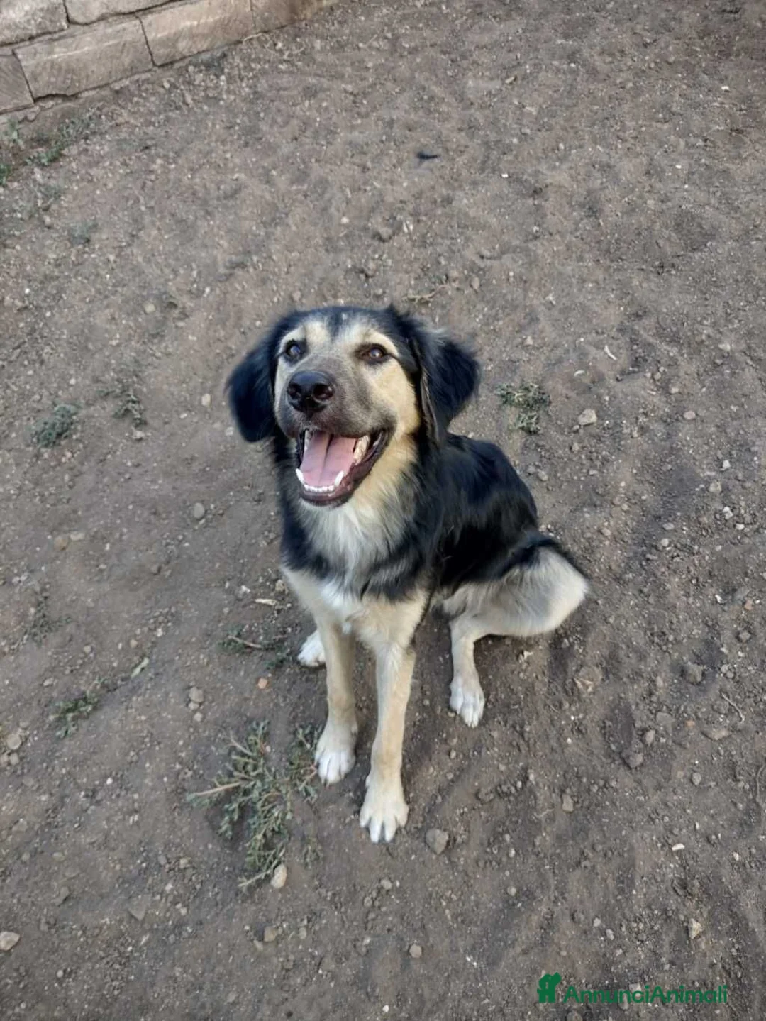 Pastore Tedesco cani in regalo: Ciao a tutti da Remì!Splendido Simil pastore (CT) - Annuncio 2