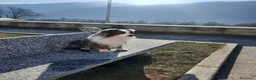 Miniature American Shepherd cani per accoppiamento: Cercasi femmina per accoppiamento  - Annuncio 9