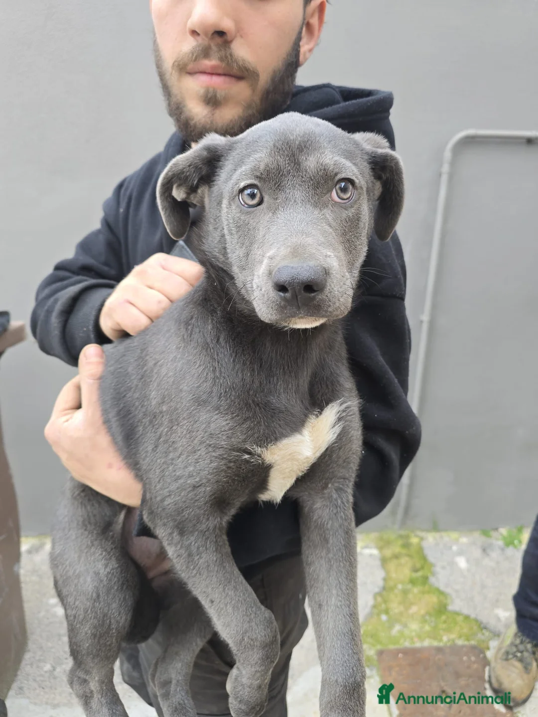 Meticcio cani in regalo: Incrocio (LUCE) - Annuncio 2