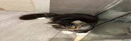 Maine Coon gatti in vendita: Cuccioli di Maine Coon - Annuncio 15