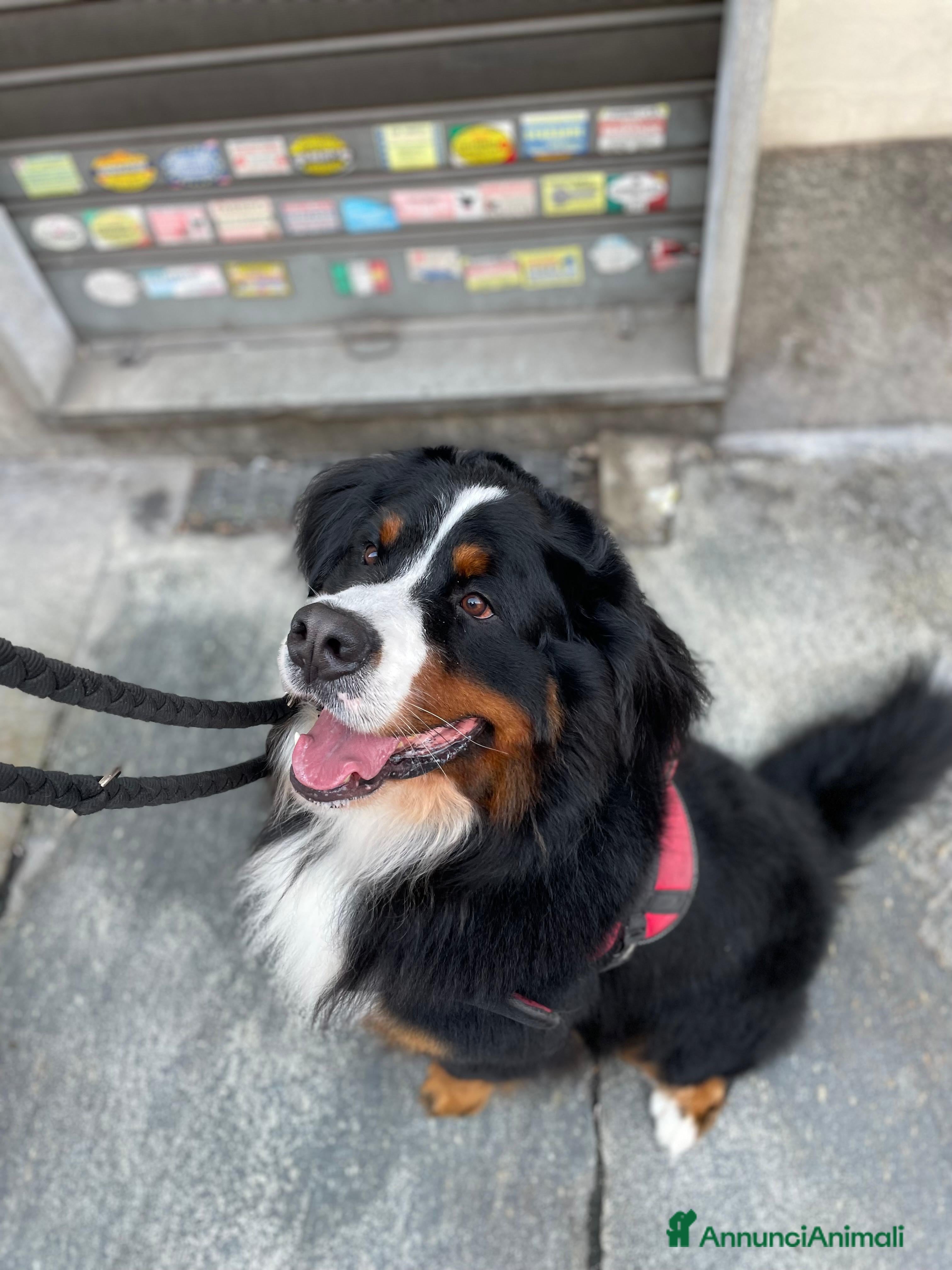 Bovaro del Bernese cani Adozione Bovaro di 2 anni e mezzo - Annuncio 1