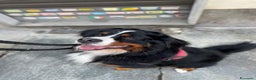 Bovaro del Bernese cani in regalo: Adozione Bovaro di 2 anni e mezzo - Annuncio 1