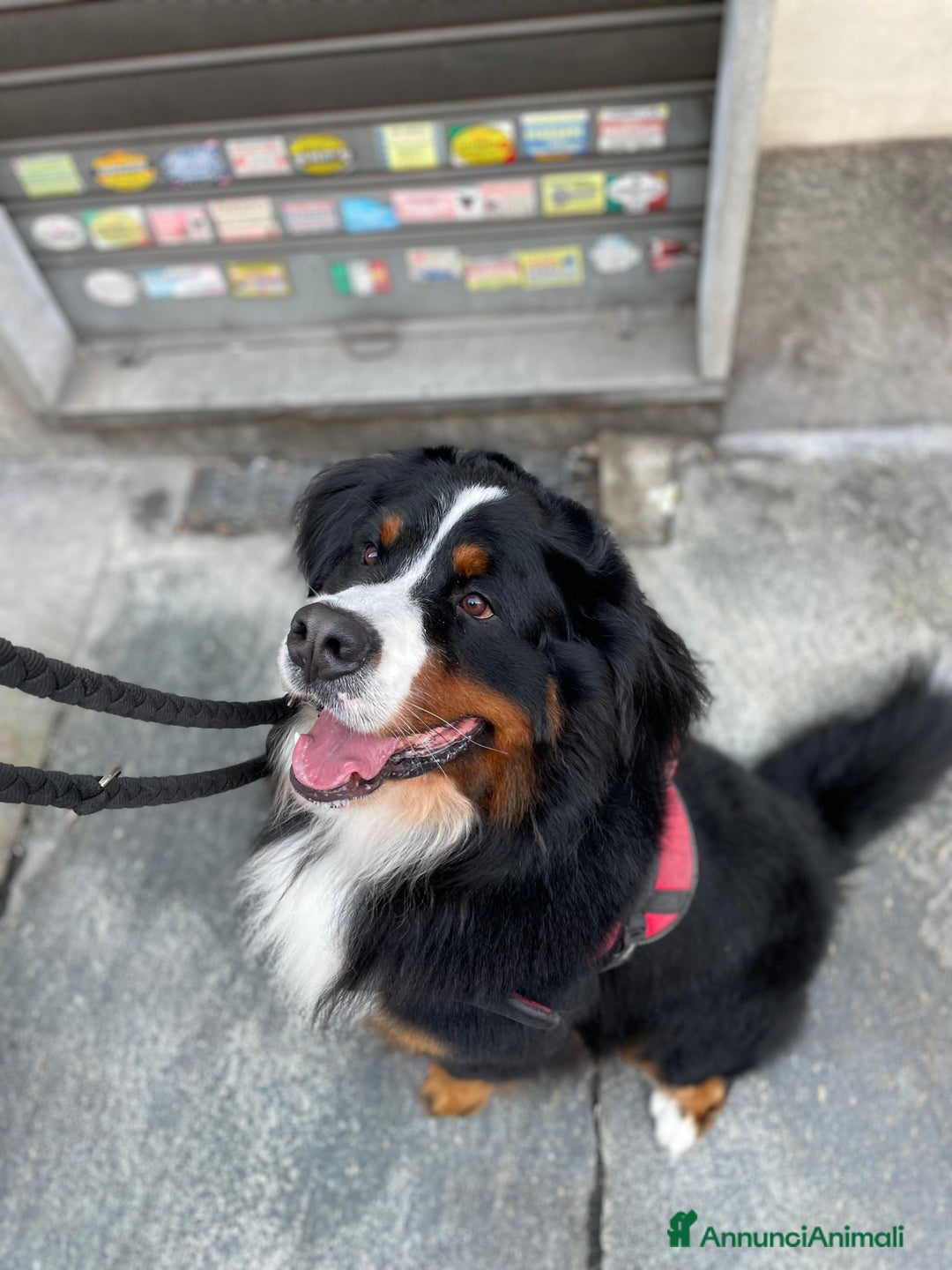 Bovaro del Bernese cani in regalo: Adozione Bovaro di 2 anni e mezzo - Annuncio 1