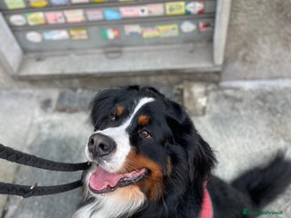 Bovaro del Bernese cani Adozione Bovaro di 2 anni e mezzo - Annuncio 5