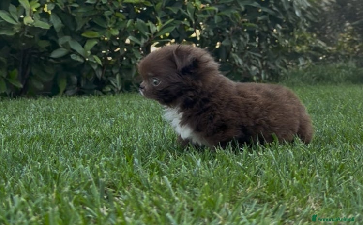 Chihuahua cani a Provincia di Pavia - Annuncio 13