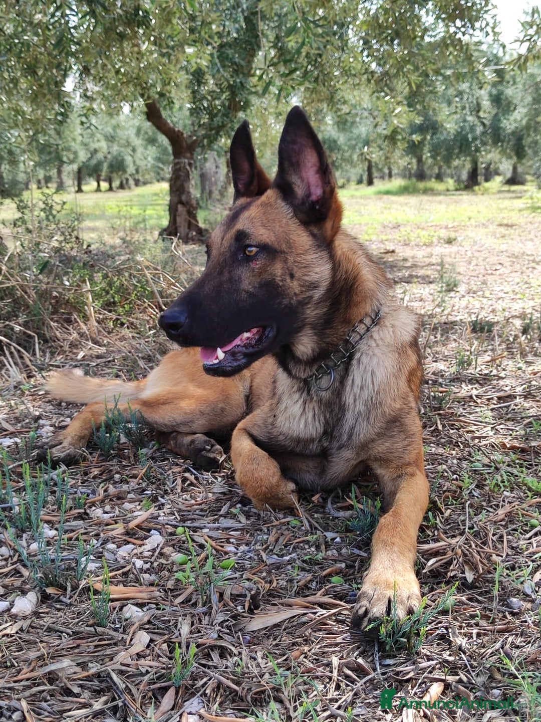 Pastore Belga cani in vendita: Allevamento Pastore Belga Malinois Bari Puglia a Città Metropolitana di Bari - Annuncio 5