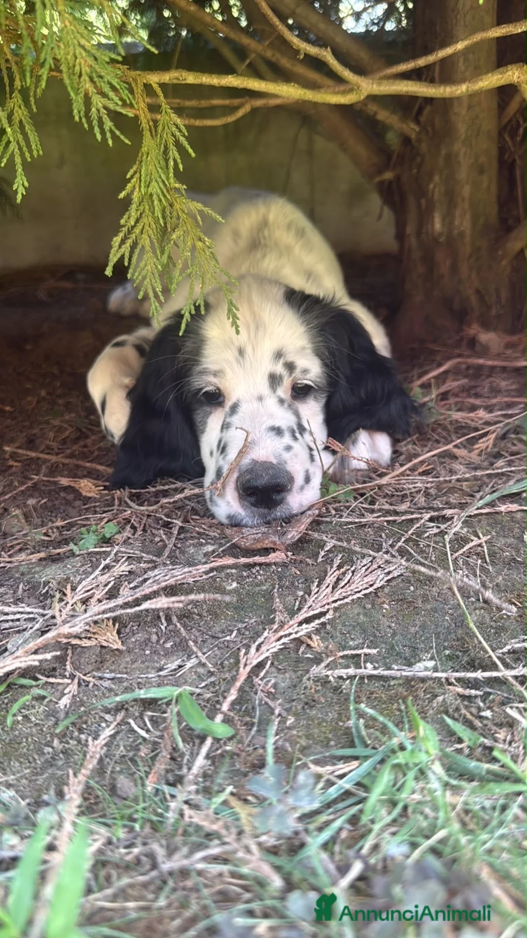 Setter Inglese cani in vendita: Cuccioli Setter Inglesa a Provincia di Vicenza - Annuncio 5