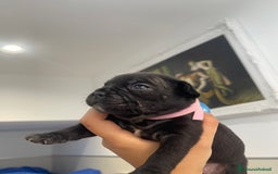 Bulldog Francese cani in vendita: Bulldog francese  - Immagine 2