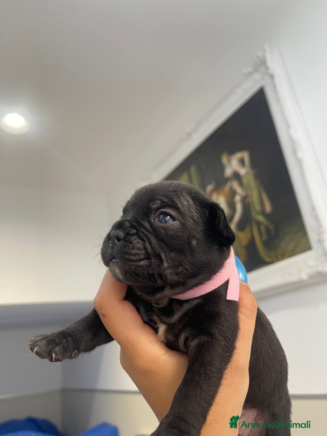 Bulldog Francese cani in vendita: Bulldog francese  - Immagine 2