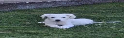 Meticcio cani in regalo: YOSHI 💙-cucciolo mix pastore, chiami per lui 😢? a Provincia di Imperia - Annuncio 3