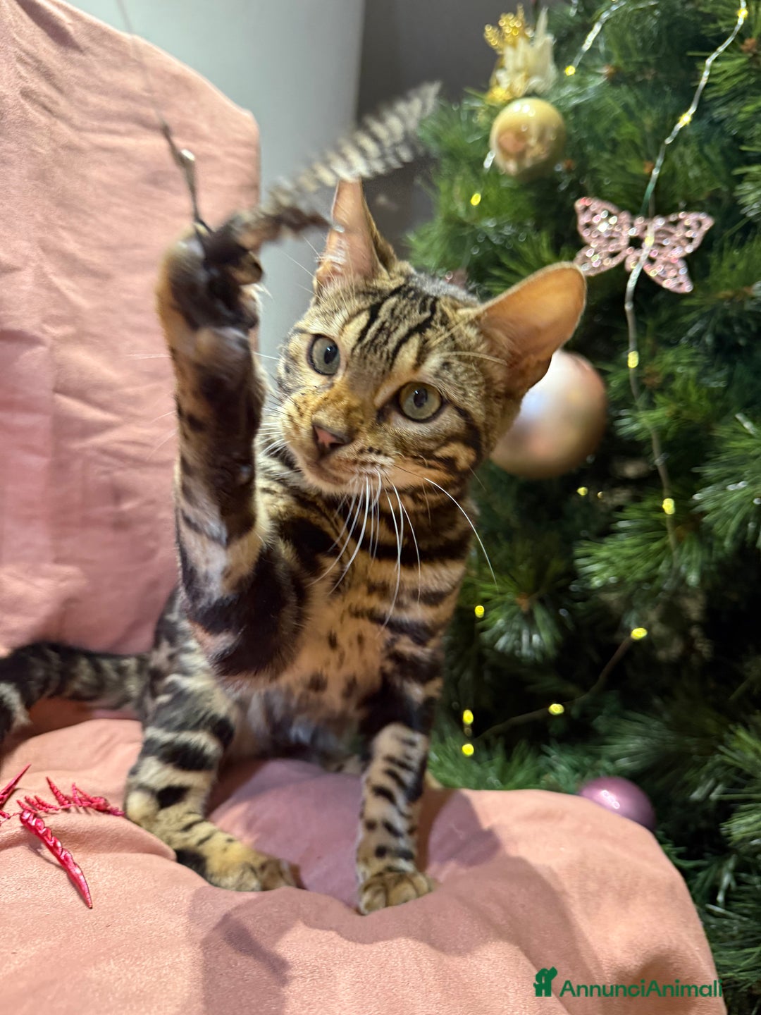 Bengala gatti in vendita: Stupendo bengala brown  - Annuncio 2