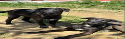 Meticcio cani in regalo: SILVER & STEEL, cuccioli manto argento!  - Annuncio 1