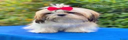 Shih Tzu cani in vendita: CUCCIOLI DI RAZZA SHIH TZU - Annuncio 8