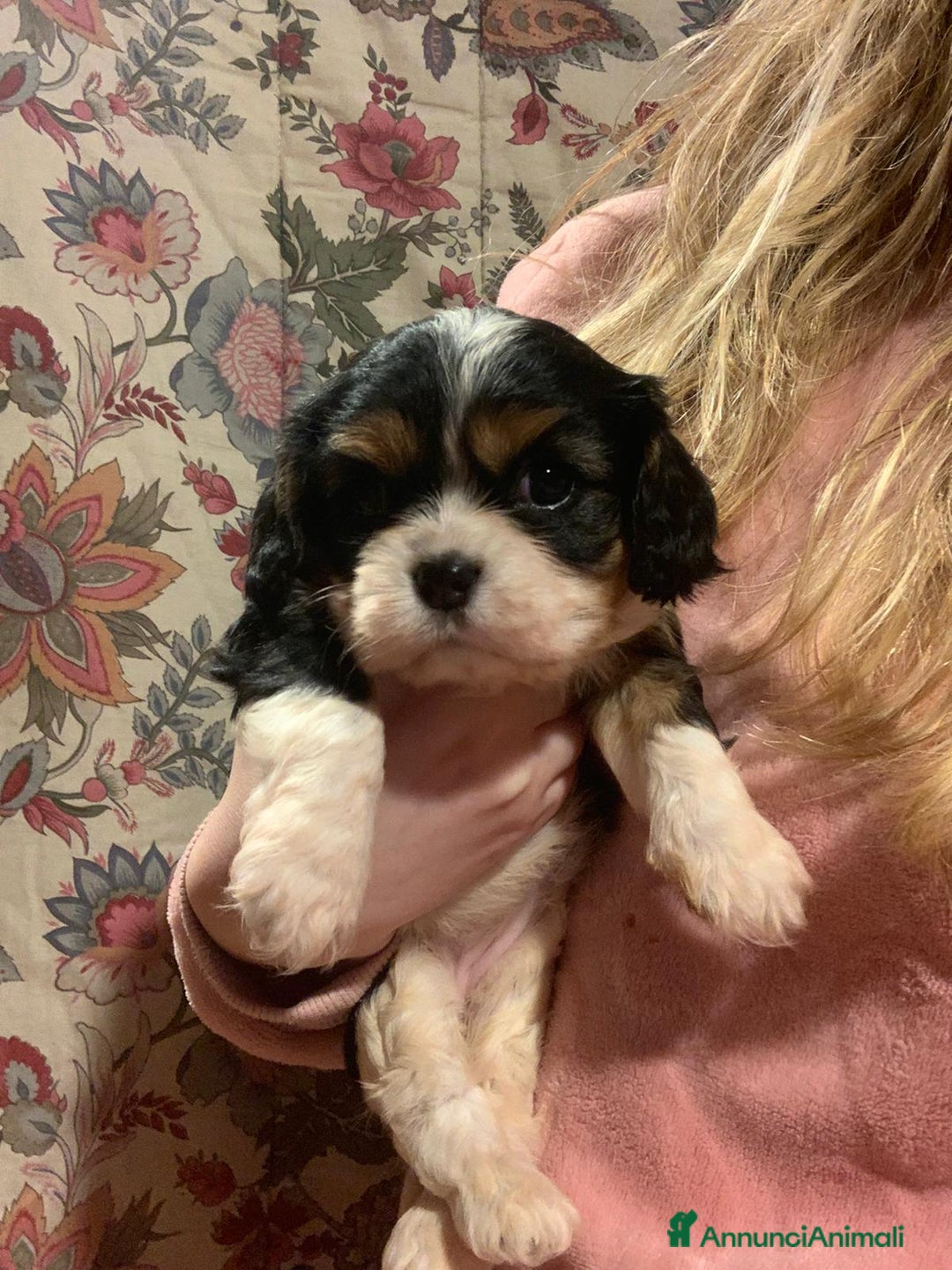 Cavalier King cani in vendita: Cuccioli di Cavalier King Charles Spaniel - Annuncio 2