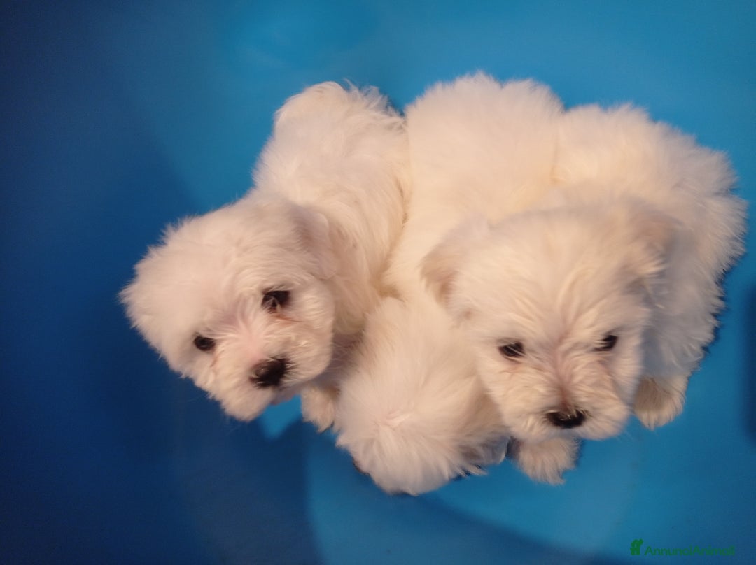 Maltese cani in vendita: Maltese  - Annuncio 3