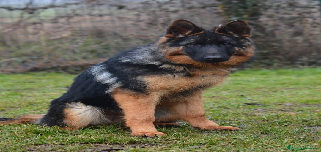 Immagine della galleria {{count}}