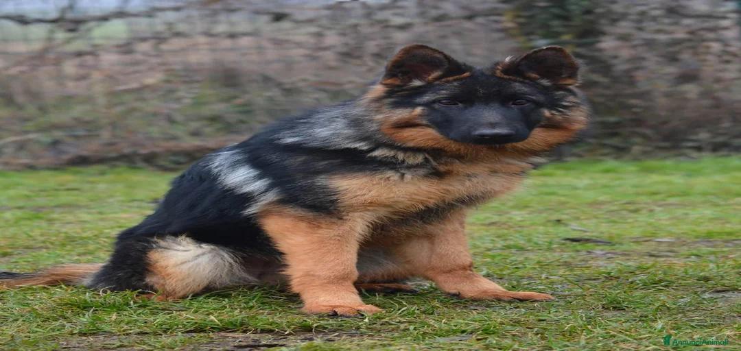 Immagine della galleria {{count}}