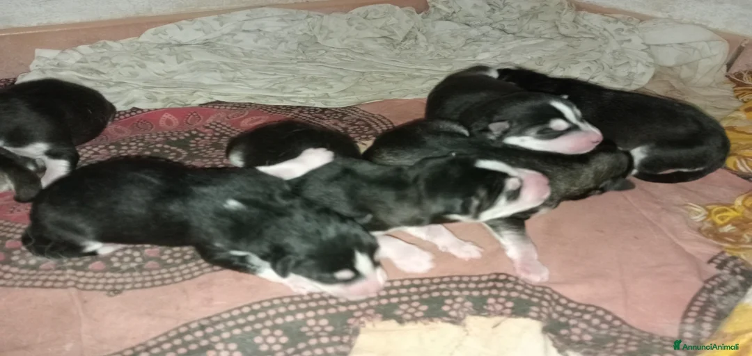 Immagine della galleria {{count}}