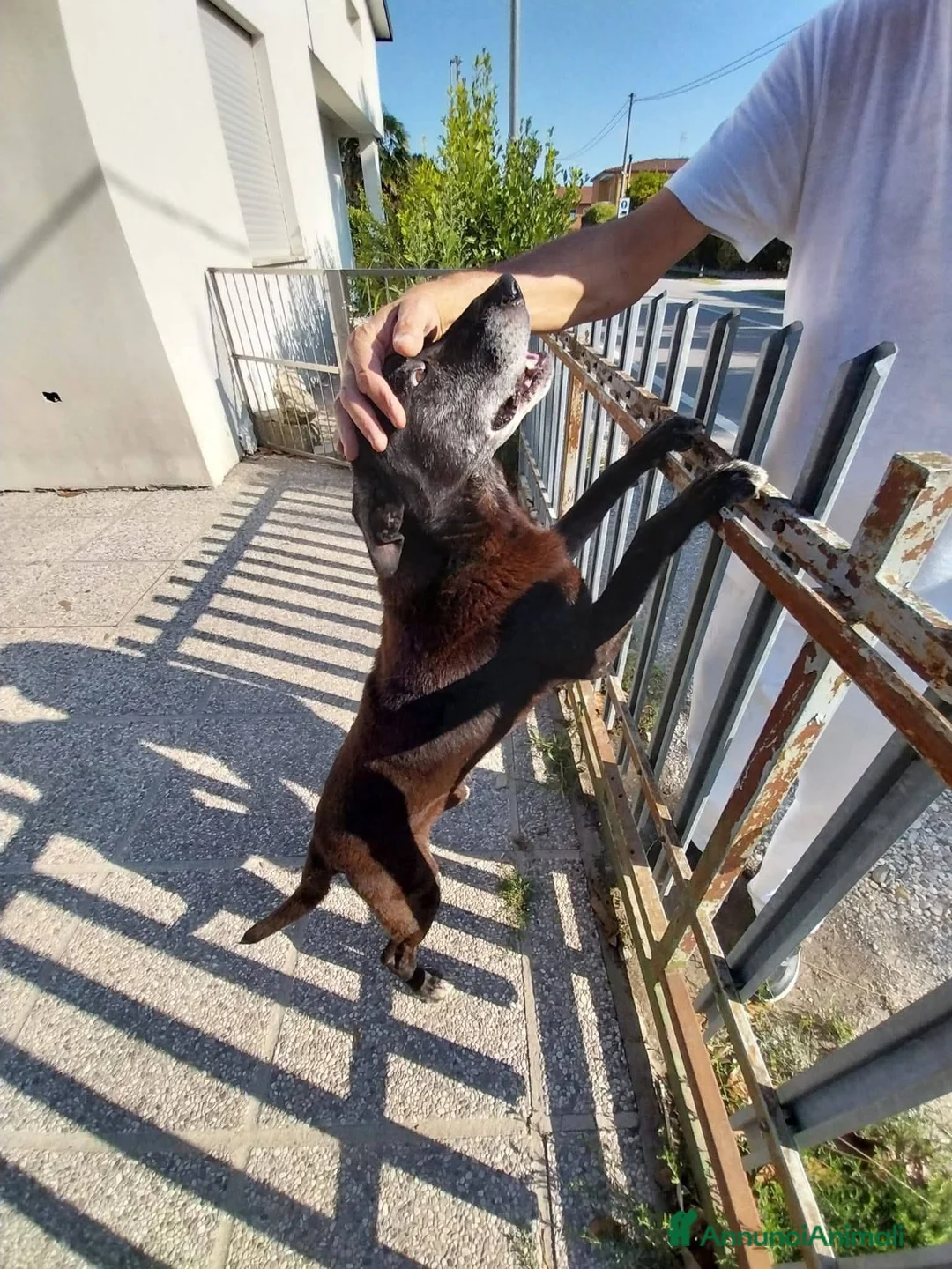 Meticcio cani in regalo: Pablo 13 anni - Annuncio 3