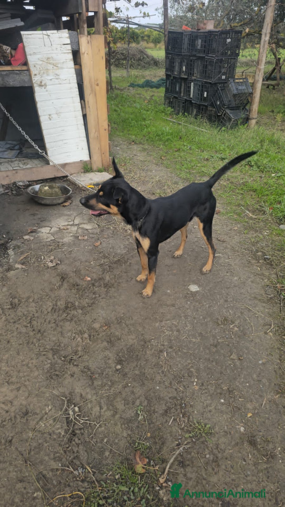 Altre razze cani in regalo: coco  - Annuncio 2