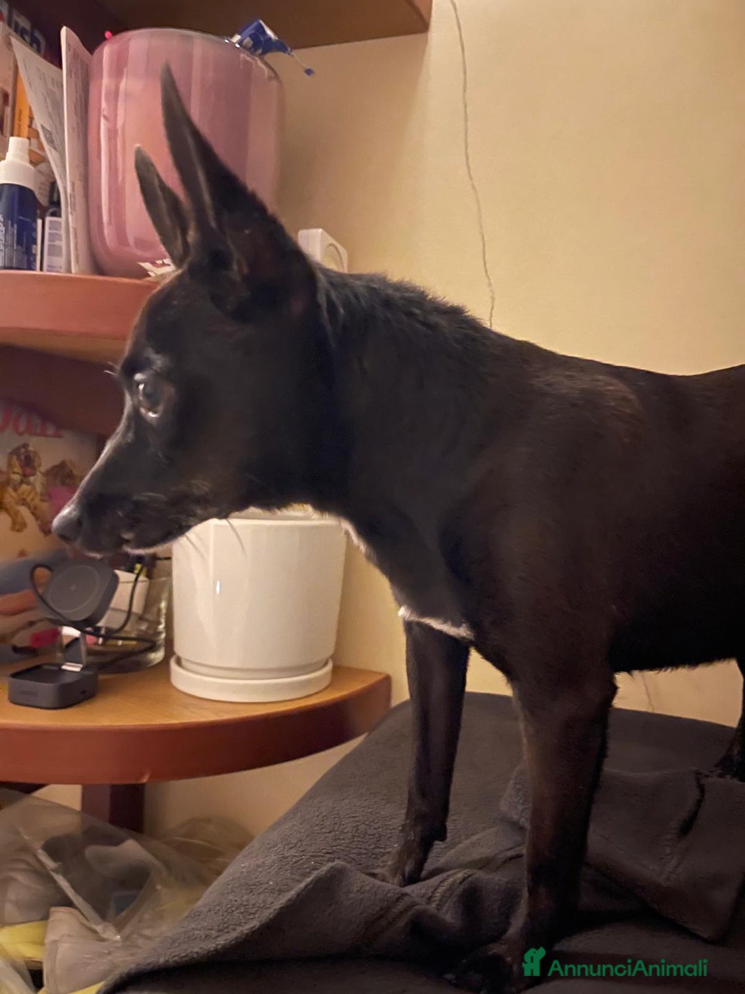 Pinscher Miniatura cani in regalo: Chicco pinscher molto tranquillo e coccolone - Annuncio 5