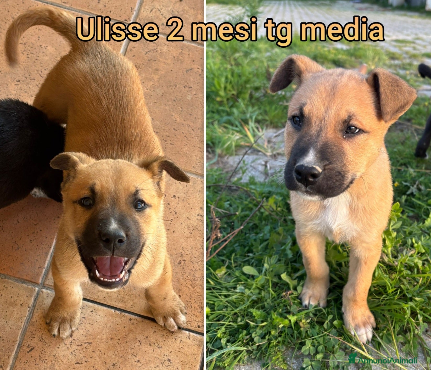 Meticcio cani SALVA LA VITA AD UN CUCCIOLO  a Provincia di Reggio Emilia - Annuncio 3