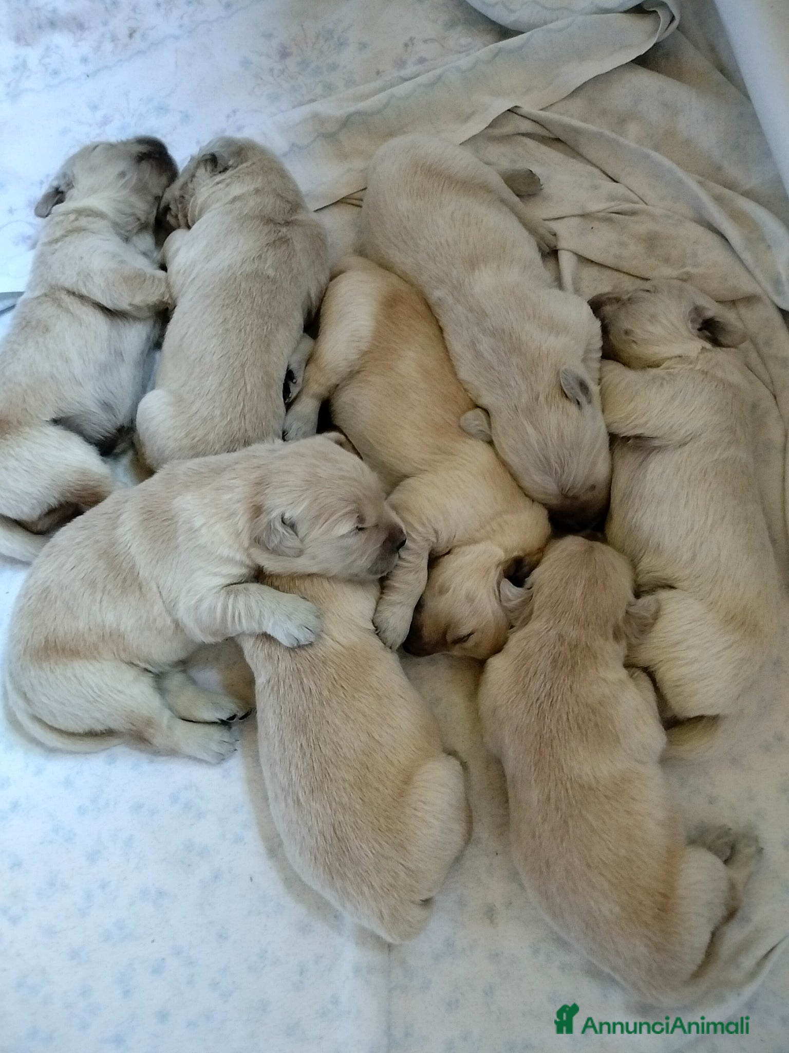 Golden Retriever cani in vendita: Cuccioli Golden retriever  - Annuncio 4